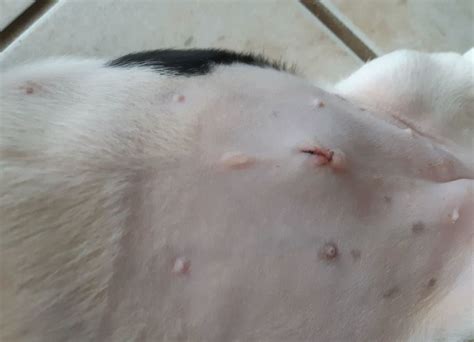 lump under dog spay incision|Seromas in Dogs: Causes, Prevention & Treatment。